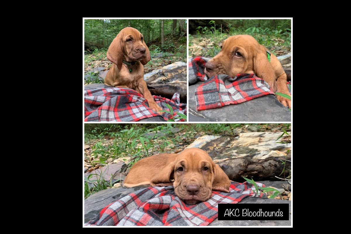Bloodhound Puppies breeder image 7