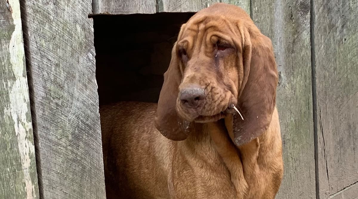 Bloodhound Puppies breeder image 9