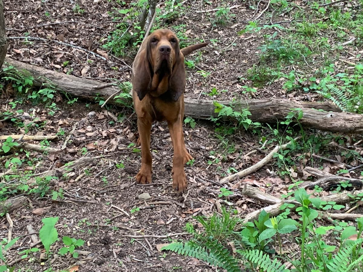 Bloodhound Puppies breeder image 10