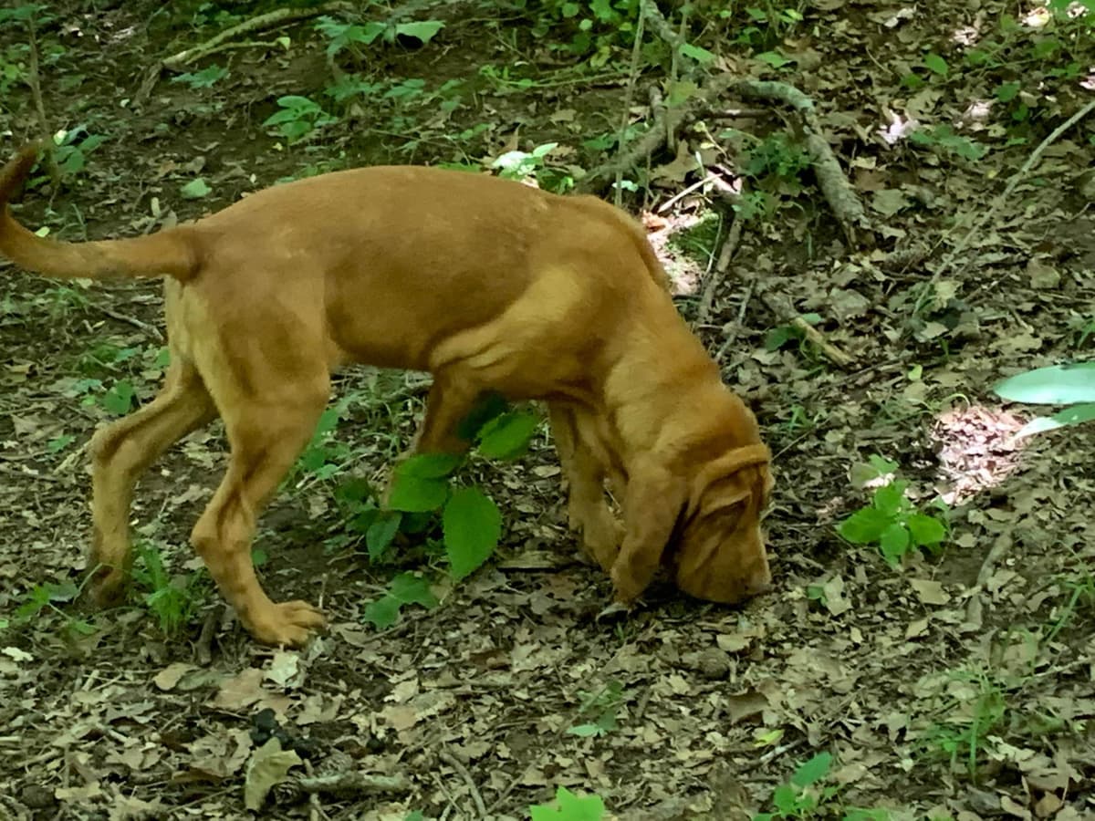 Bloodhound Puppies breeder image 11