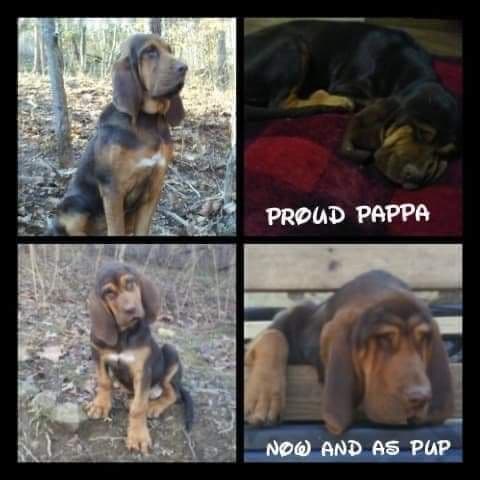 Bloodhound Puppies breeder image 12