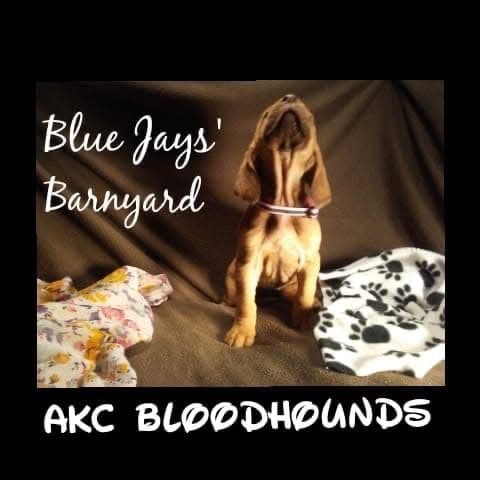Bloodhound Puppies breeder image 14