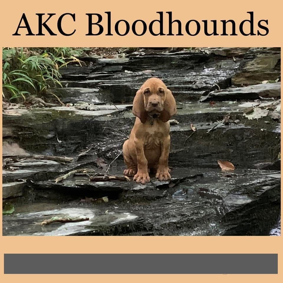 Bloodhound Puppies breeder image 15