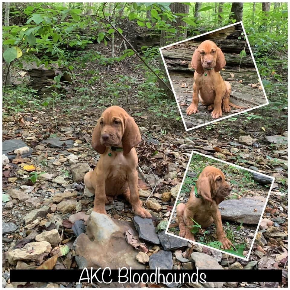 Bloodhound Puppies breeder image 16