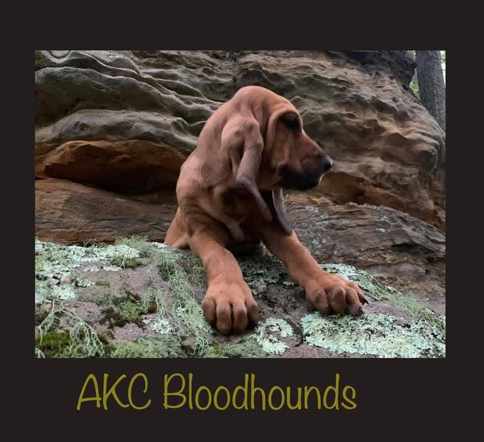 Bloodhound Puppies breeder image 18