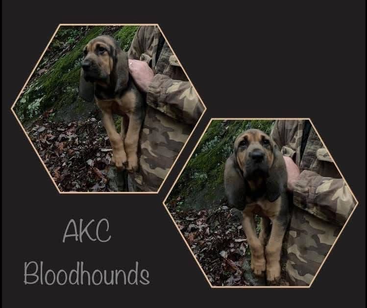 Bloodhound Puppies breeder image 19