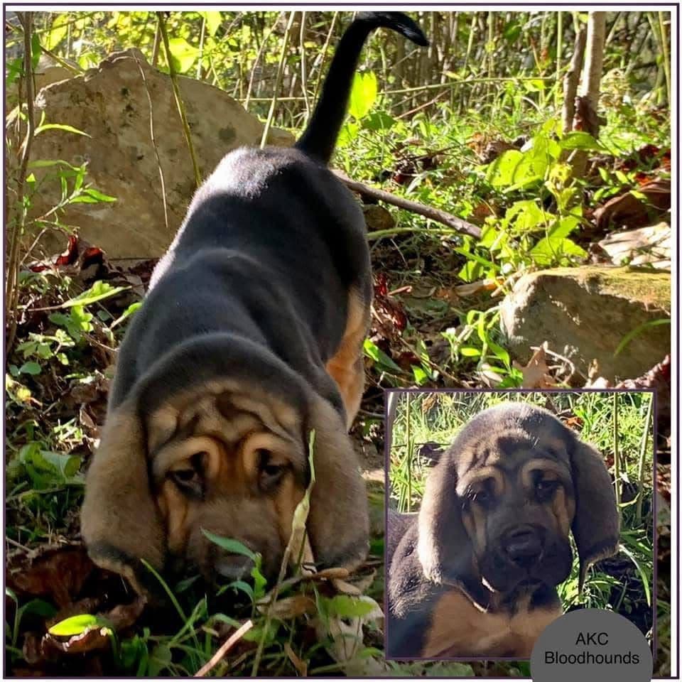 Bloodhound Puppies breeder image 21
