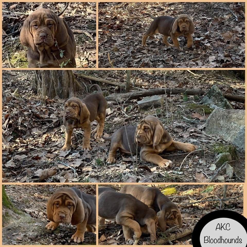 Bloodhound Puppies breeder image 22