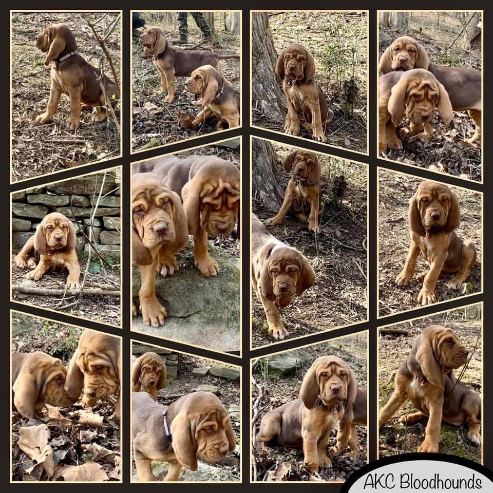 Bloodhound Puppies breeder image 23