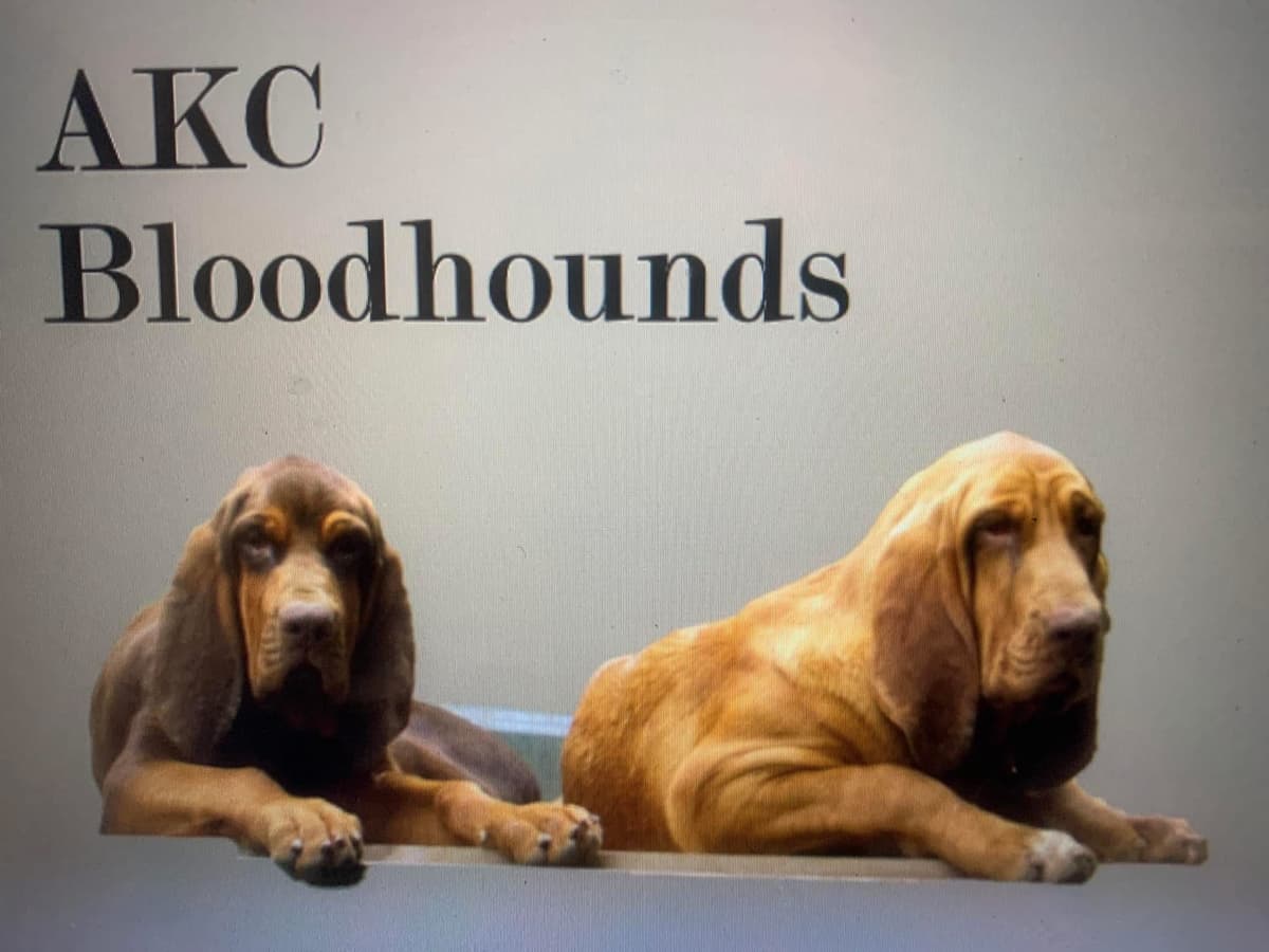 Bloodhound Puppies breeder image 24