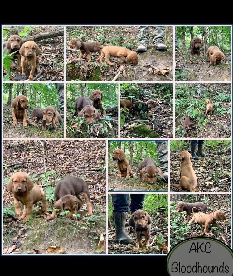 Bloodhound Puppies breeder image 25