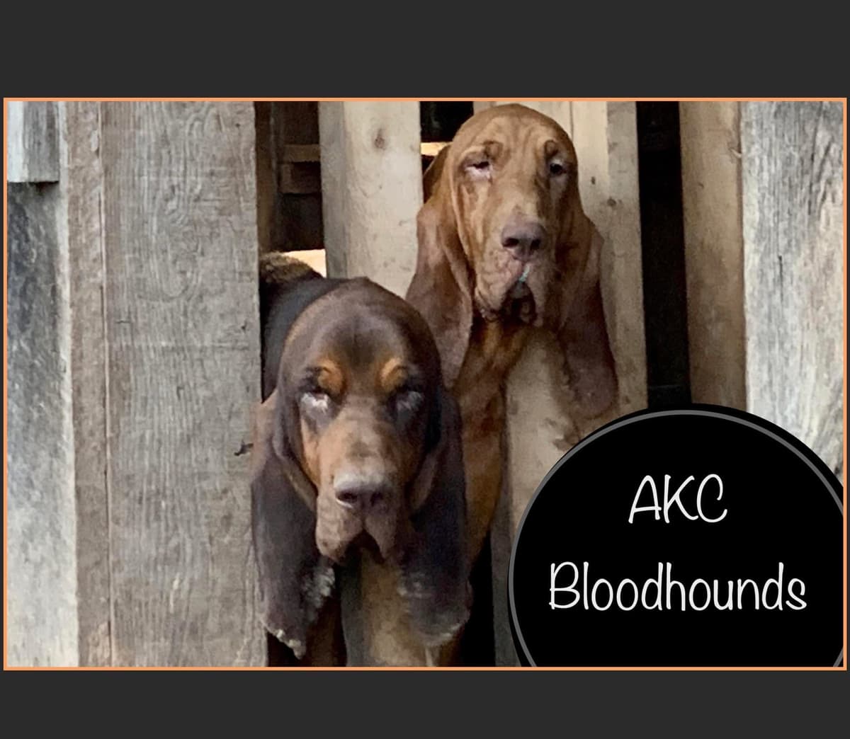 Bloodhound Puppies breeder image 26