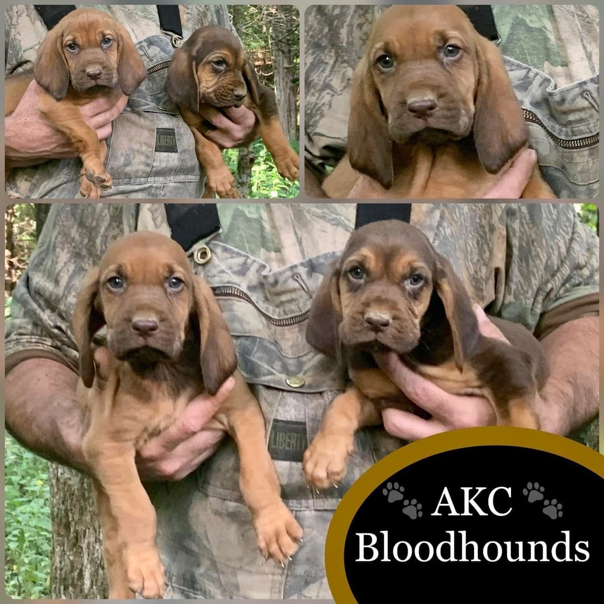 Bloodhound Puppies breeder image 27