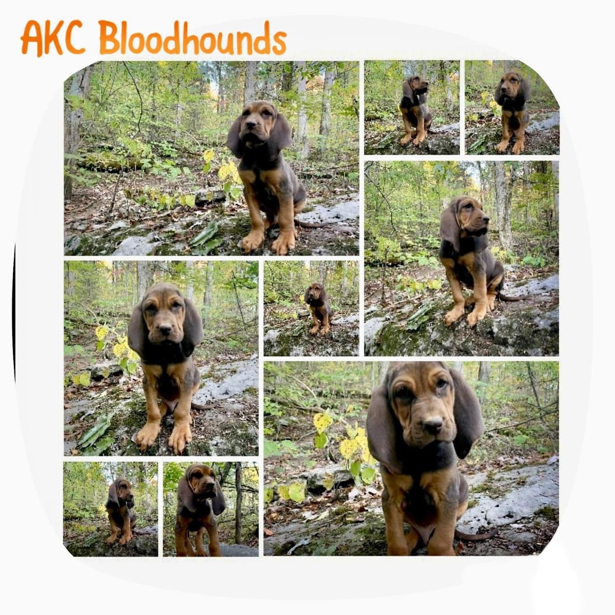 Bloodhound Puppies breeder image 30