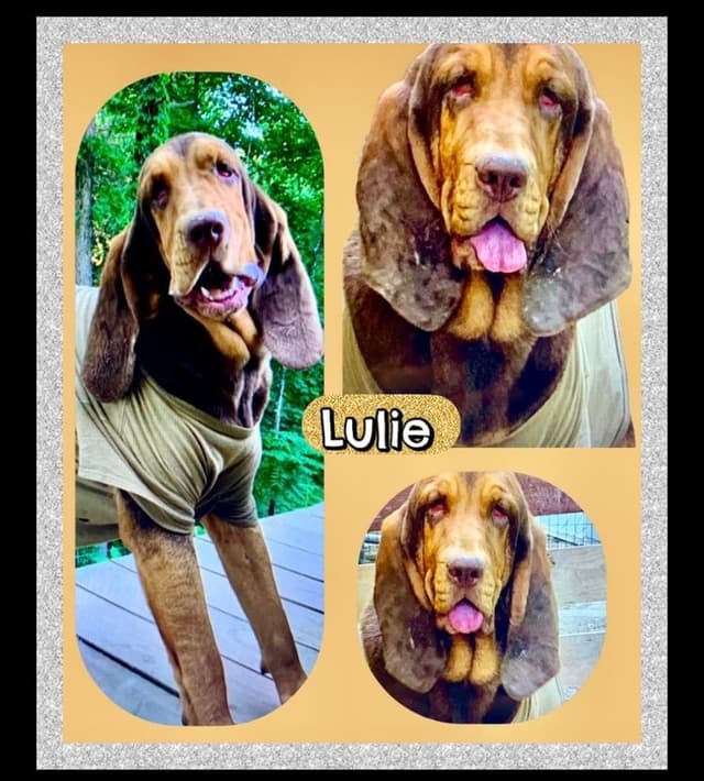 Bloodhound Puppies media 2