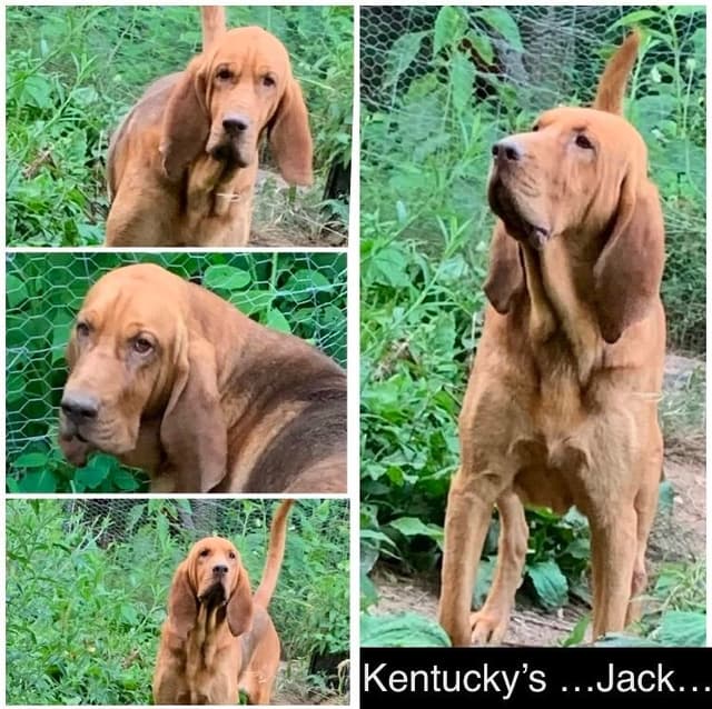 Bloodhound Puppies media 3