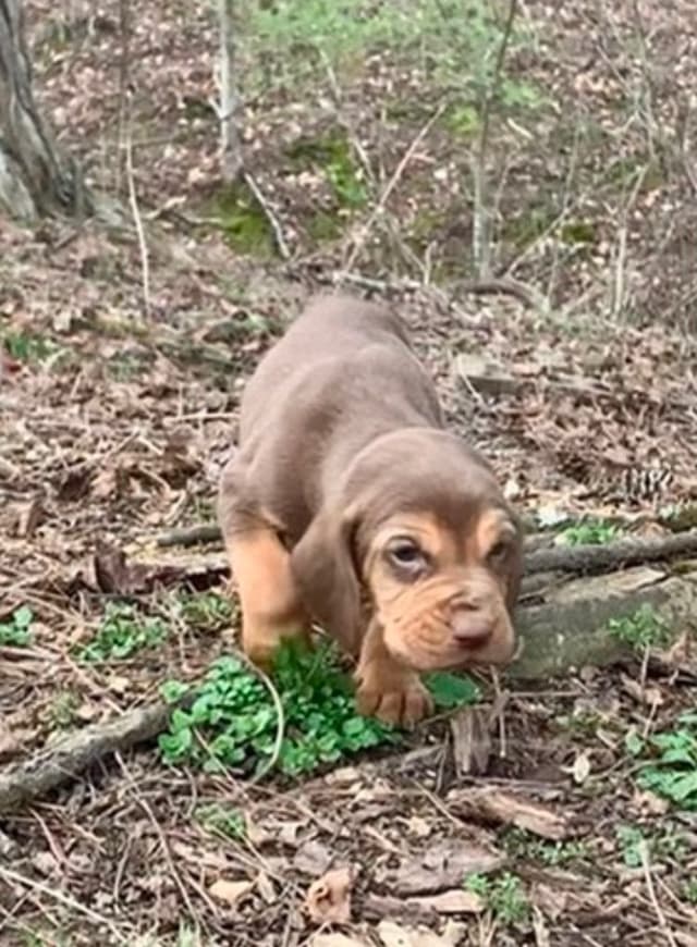 Bloodhound Puppies media 4