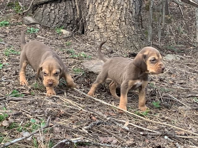 Bloodhound Puppies media 7