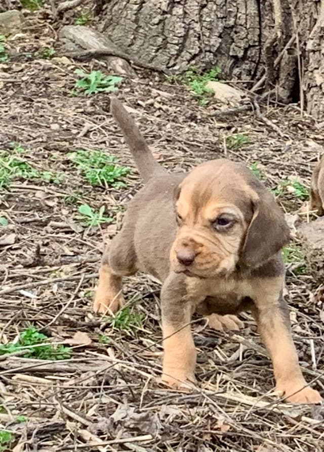Bloodhound Puppies media 8