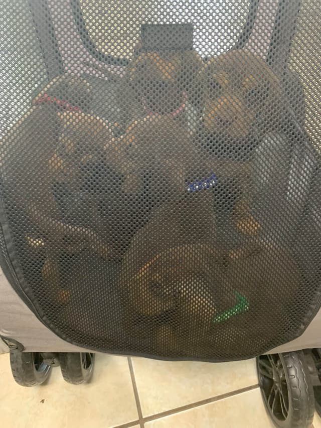 Bloodhound Puppies media 11