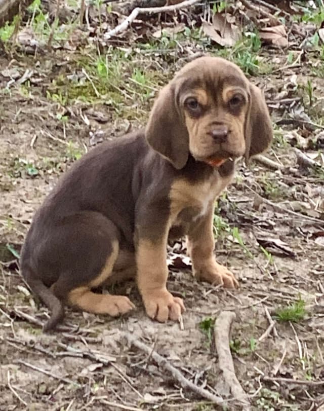 Bloodhound Puppies media 12