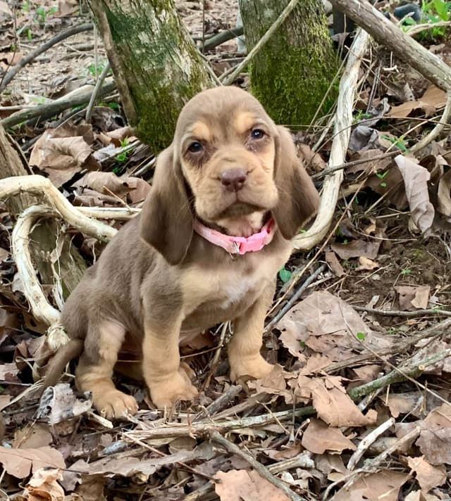 Bloodhound Puppies media 13