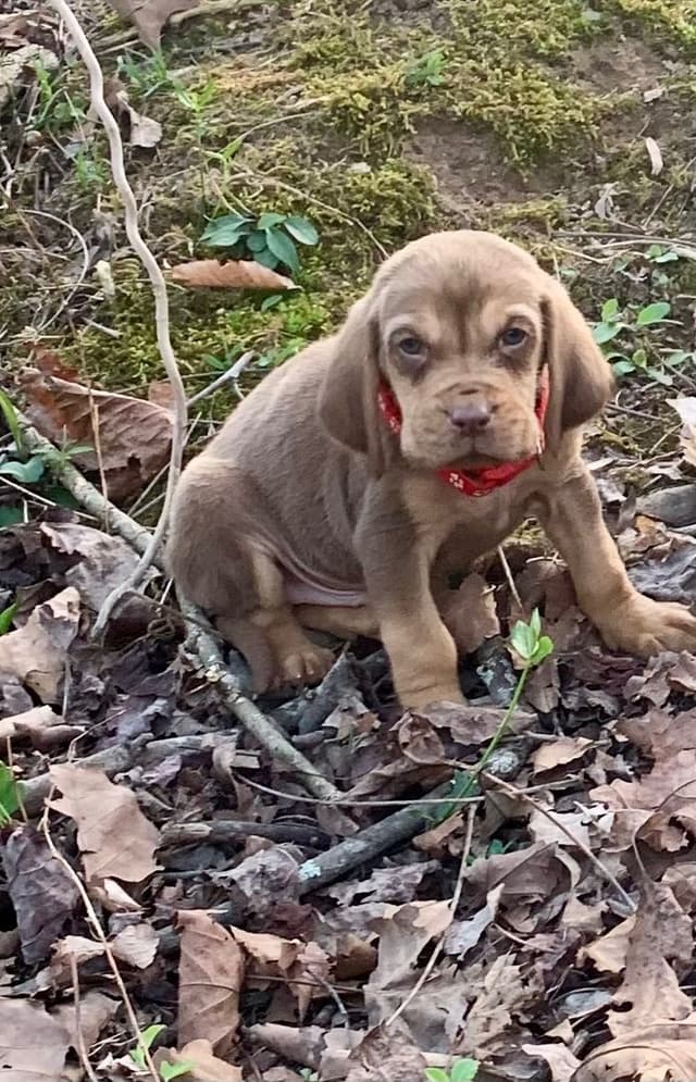 Bloodhound Puppies media 15