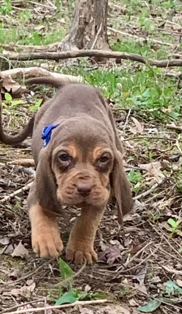 Bloodhound Puppies media 17