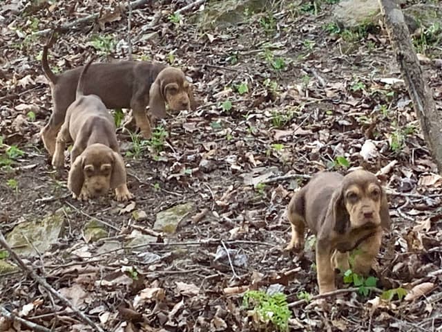 Bloodhound Puppies media 20