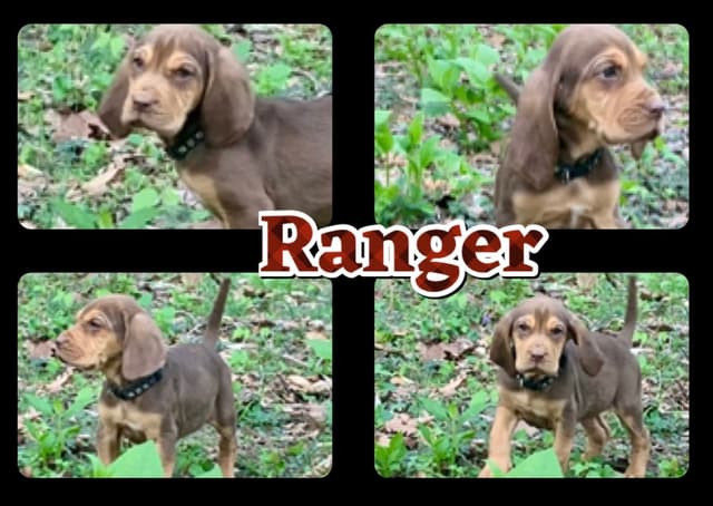 Bloodhound Puppies media 21