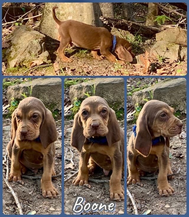 Bloodhound Puppies media 22