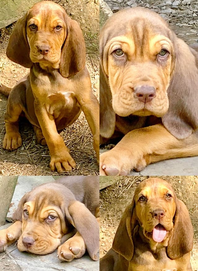 Bloodhound Puppies media 23