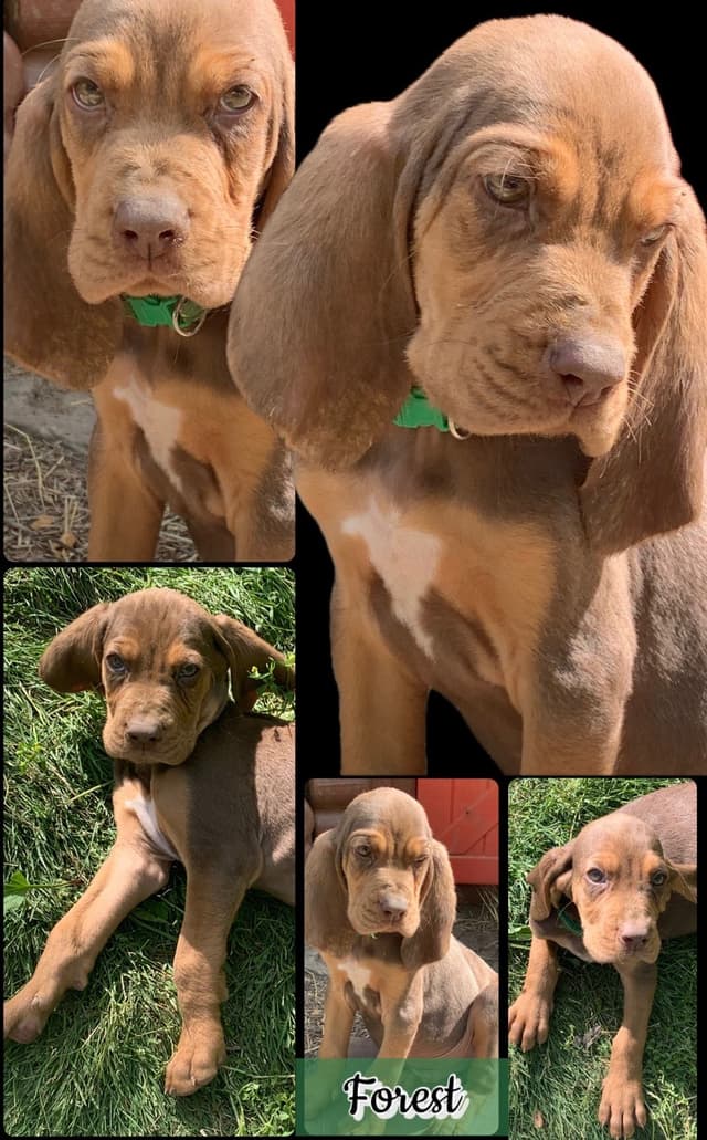 Bloodhound Puppies media 24