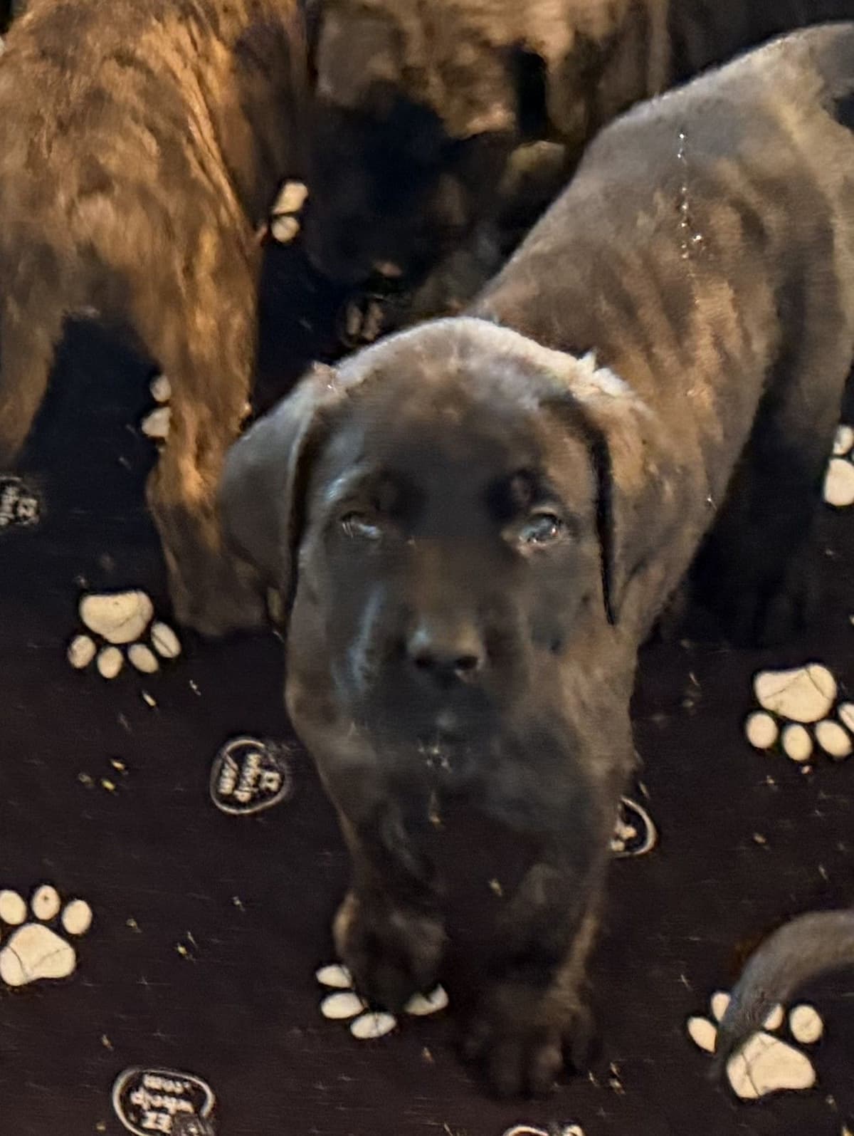 ✨ Ready to Steal Your Heart — One Cuddle at a Time ✨ breeder image 1