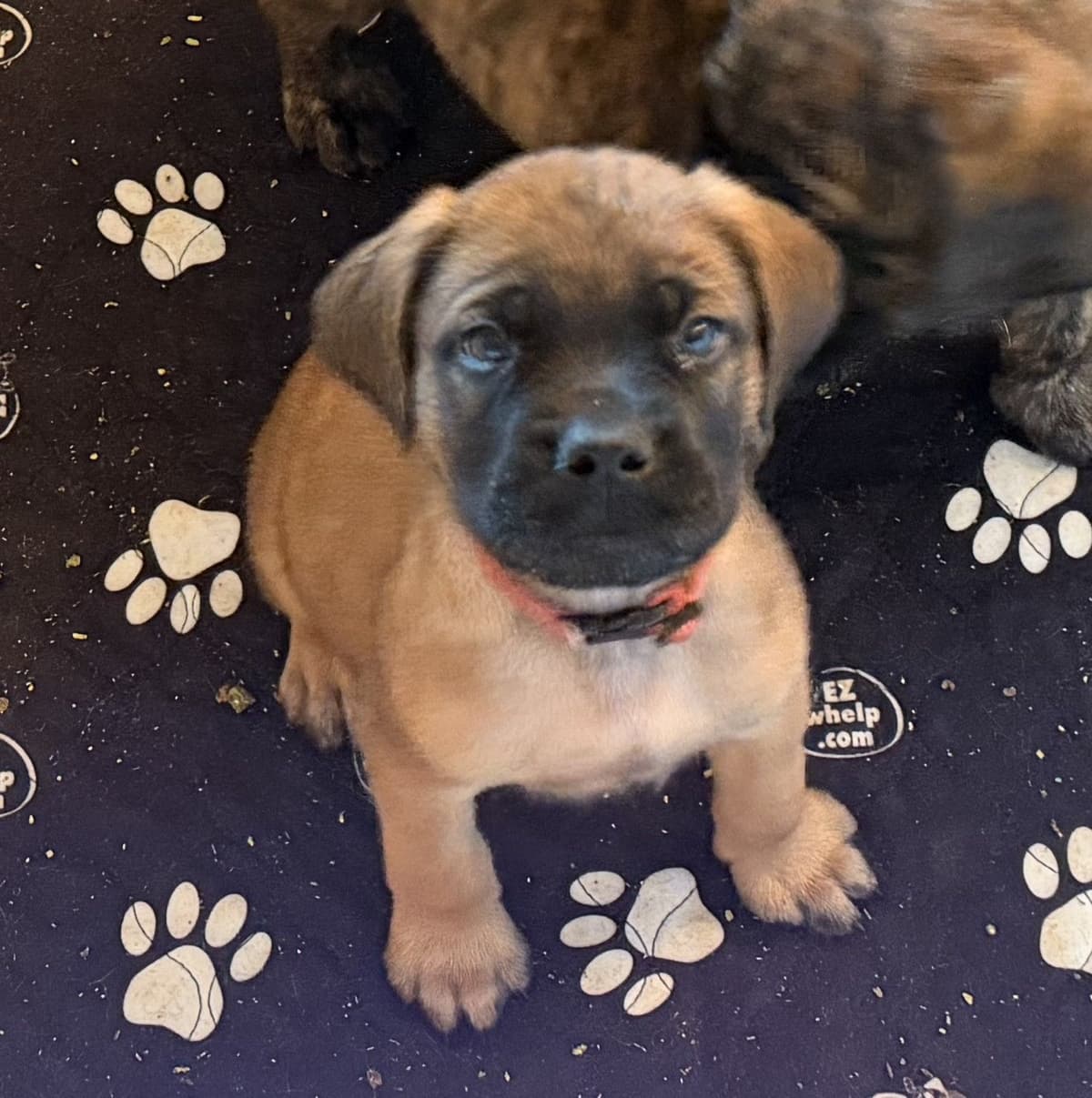 ✨ Ready to Steal Your Heart — One Cuddle at a Time ✨ breeder image 2