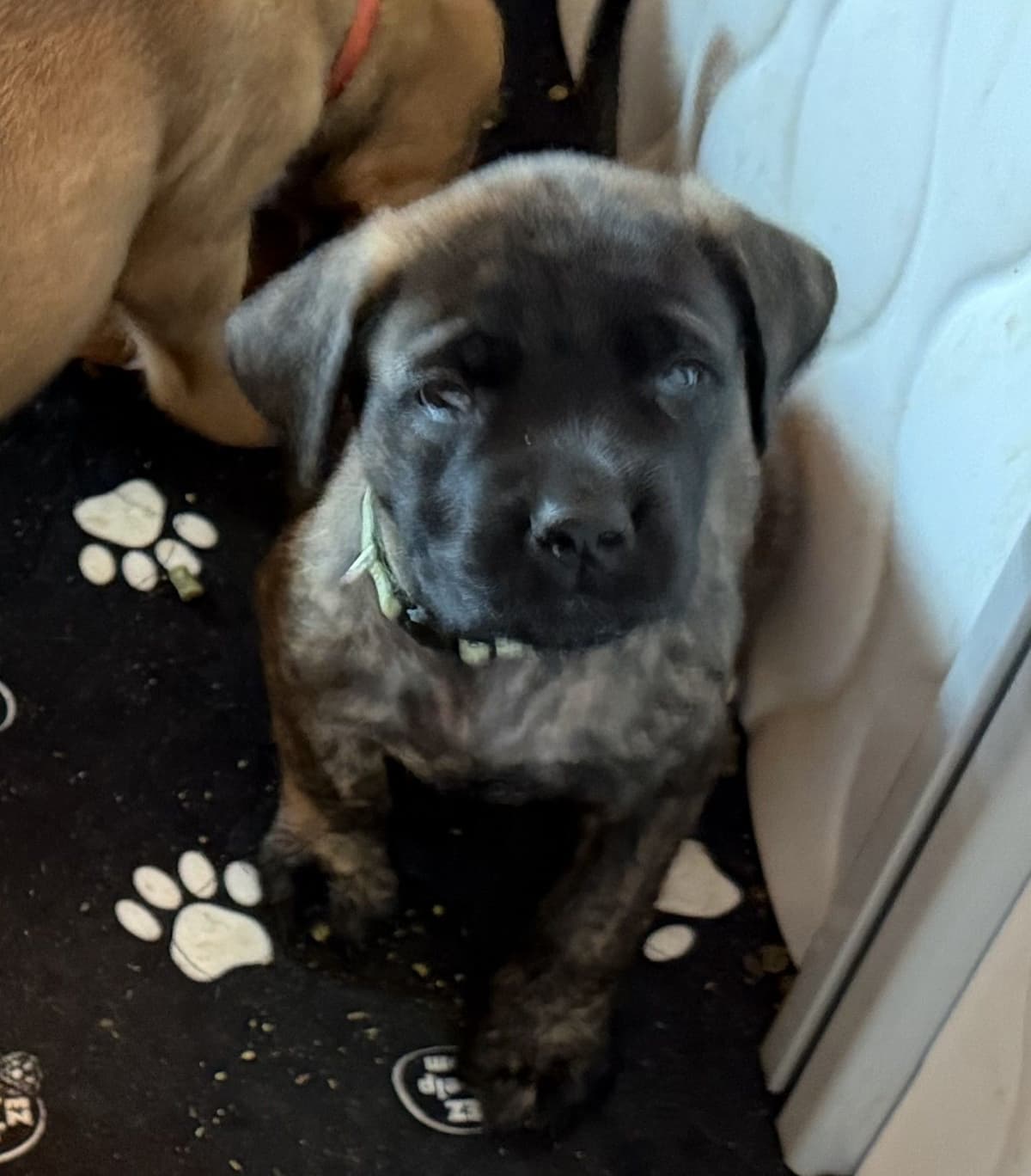 ✨ Ready to Steal Your Heart — One Cuddle at a Time ✨ breeder image 3