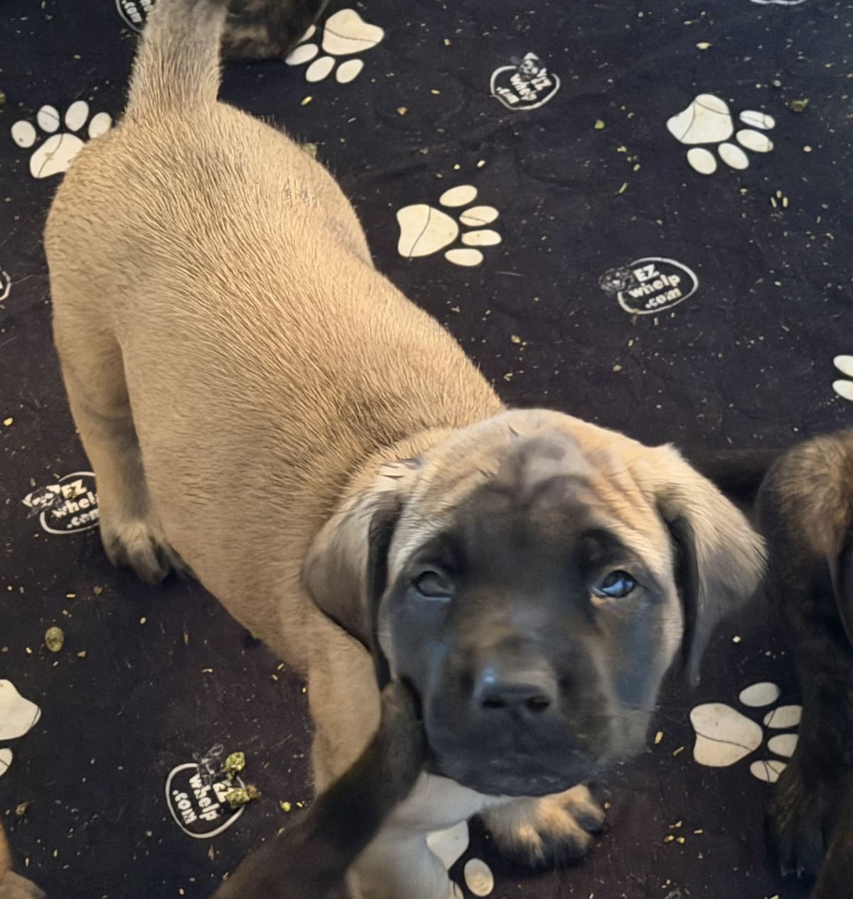 ✨ Ready to Steal Your Heart — One Cuddle at a Time ✨ breeder image 4