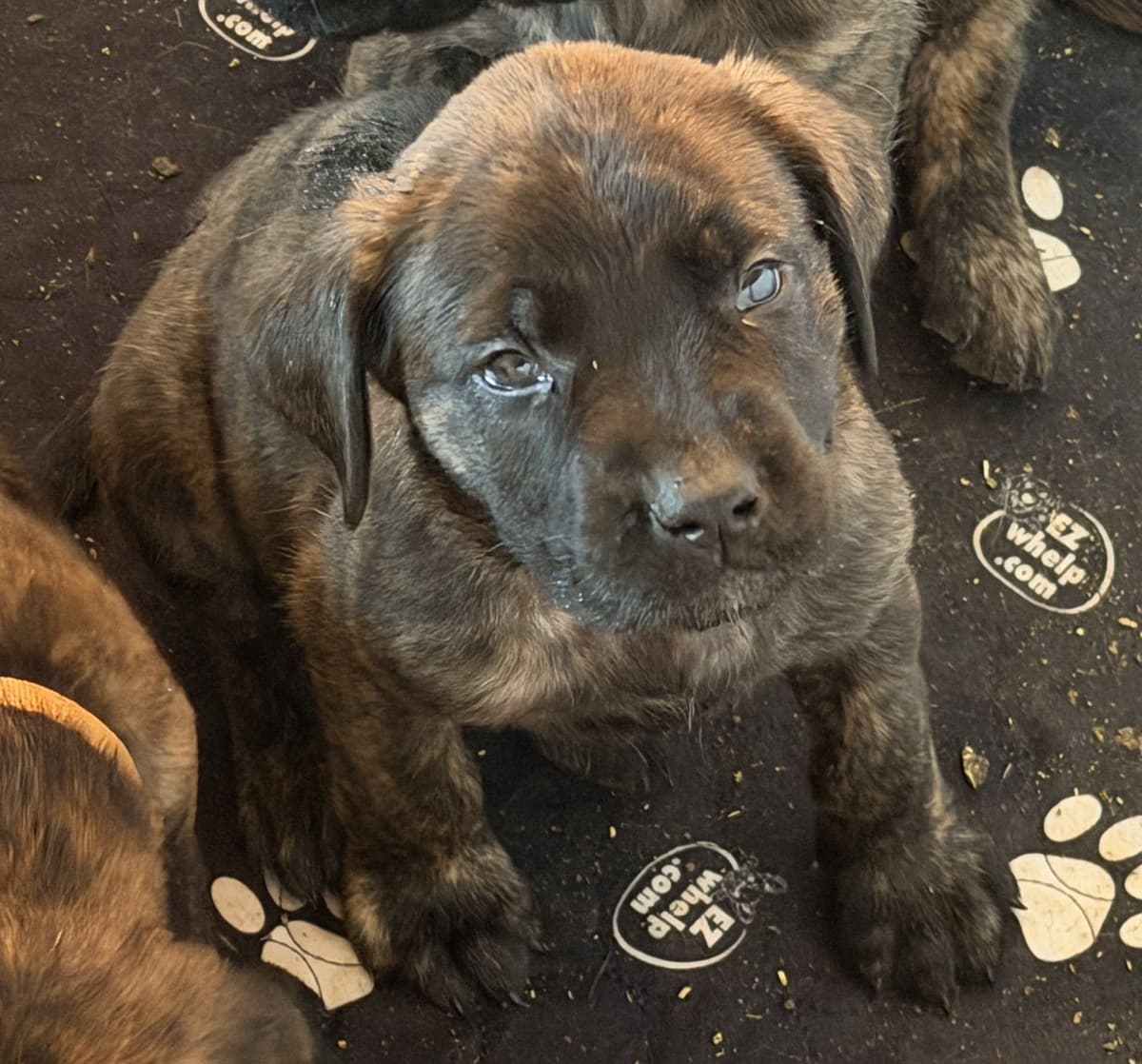 ✨ Ready to Steal Your Heart — One Cuddle at a Time ✨ breeder image 5
