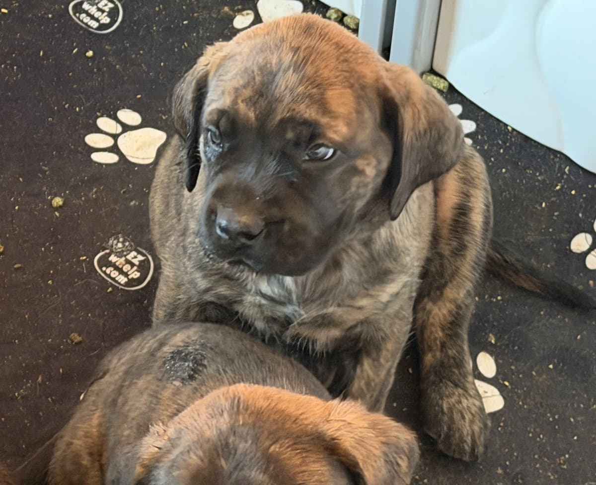 ✨ Ready to Steal Your Heart — One Cuddle at a Time ✨ breeder image 6