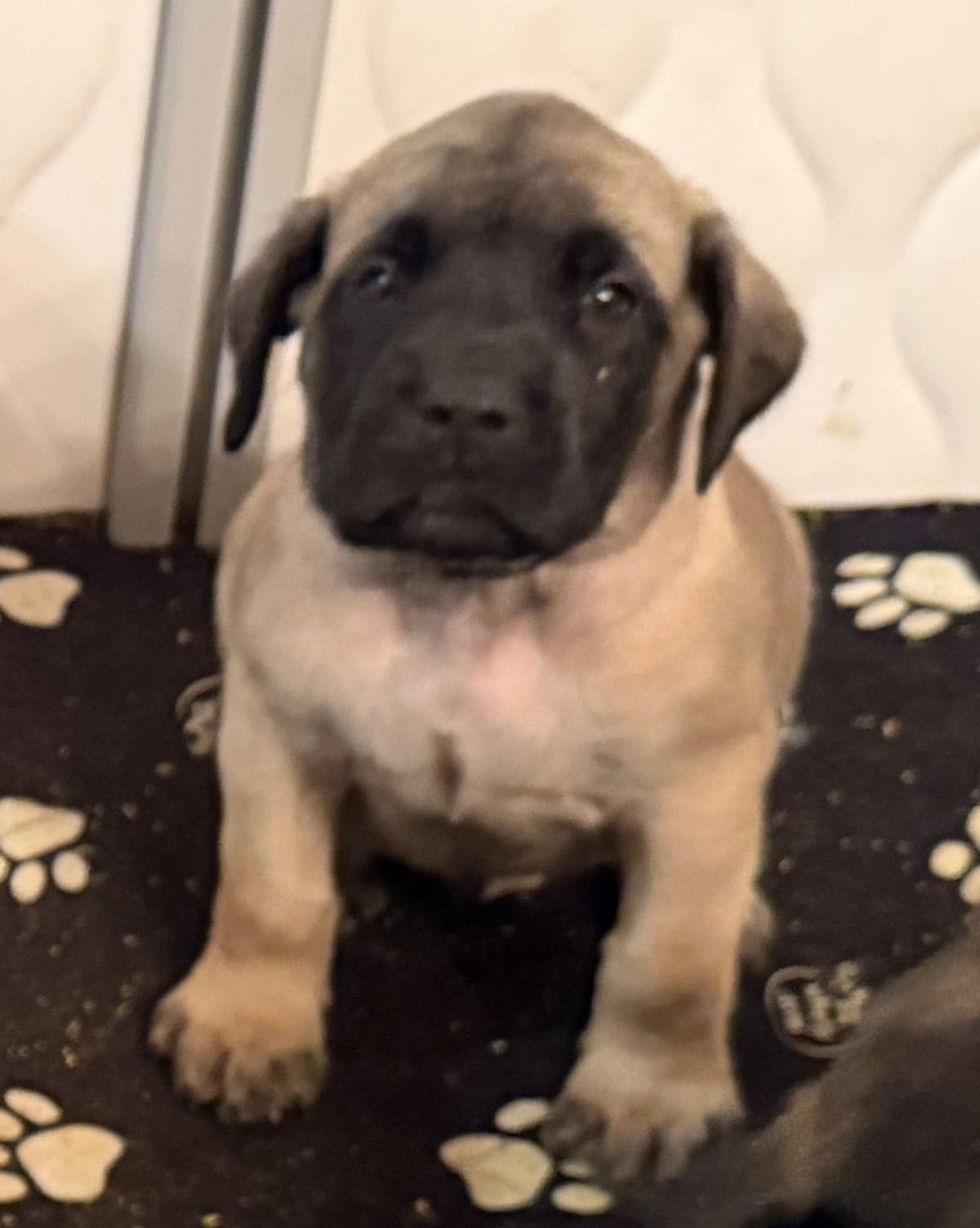✨ Ready to Steal Your Heart — One Cuddle at a Time ✨ breeder image 7