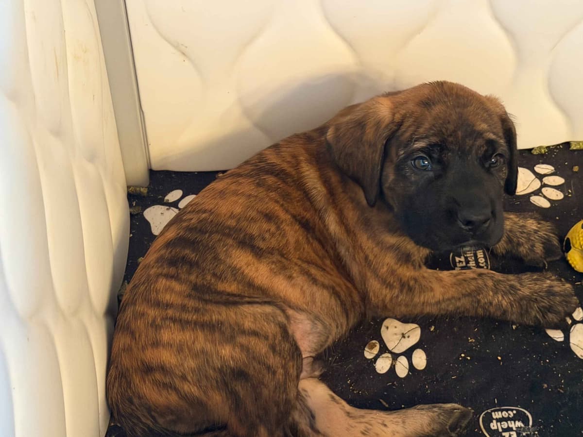 ✨ Ready to Steal Your Heart — One Cuddle at a Time ✨ breeder image 8