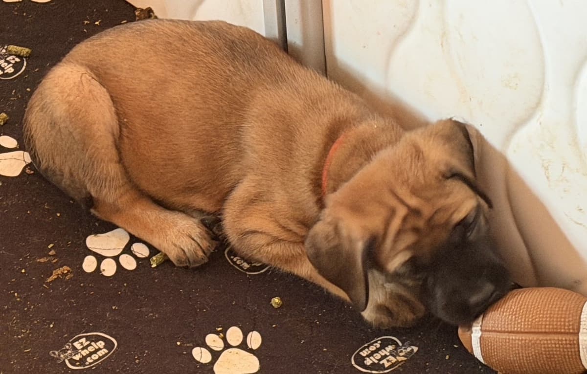 ✨ Ready to Steal Your Heart — One Cuddle at a Time ✨ breeder image 9