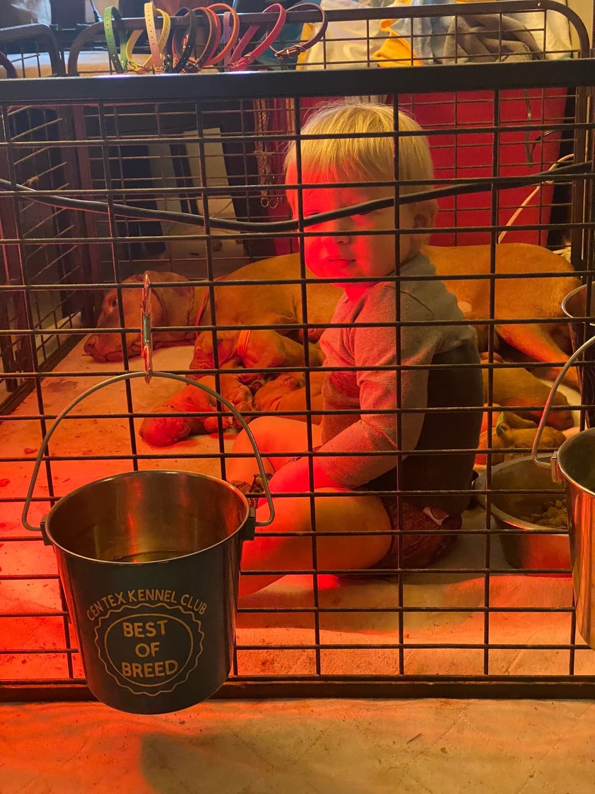 Vizsla Puppies breeder image 2