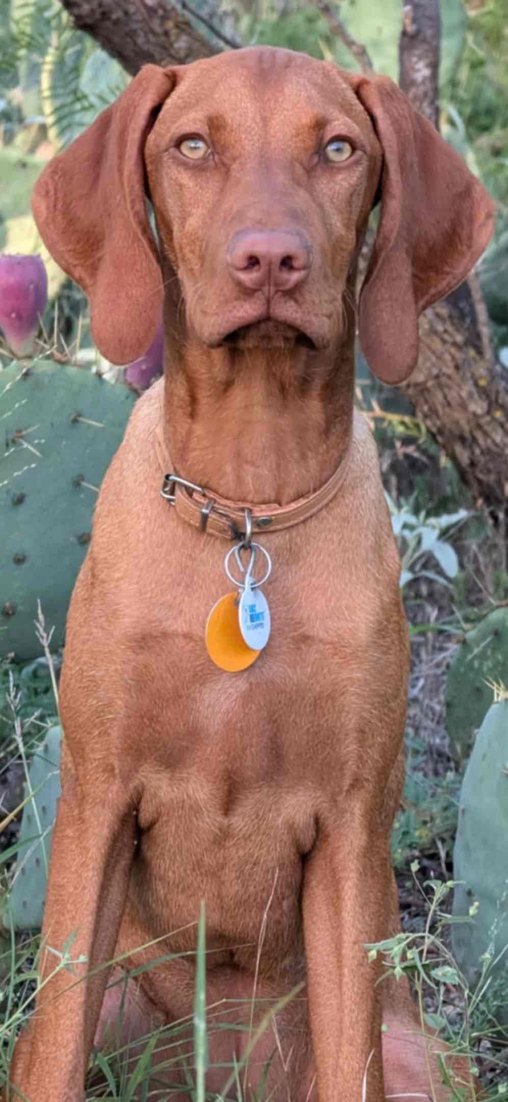 Vizsla Puppies breeder image 3