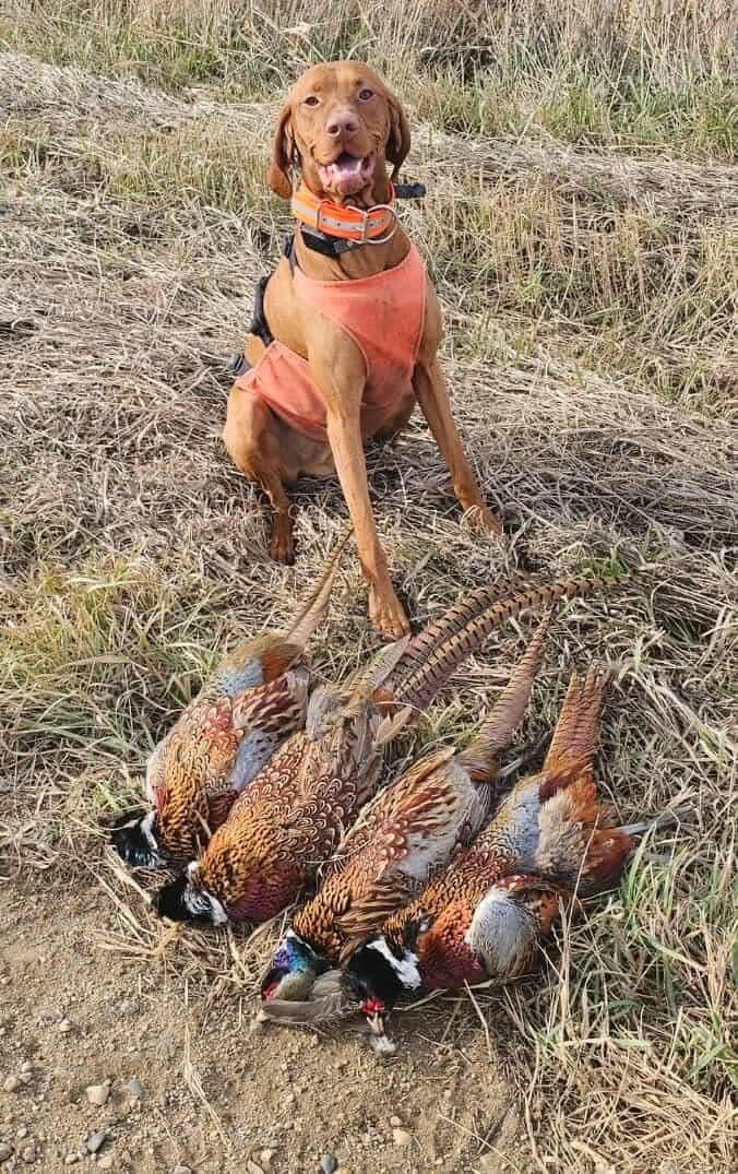 Vizsla Puppies breeder image 4