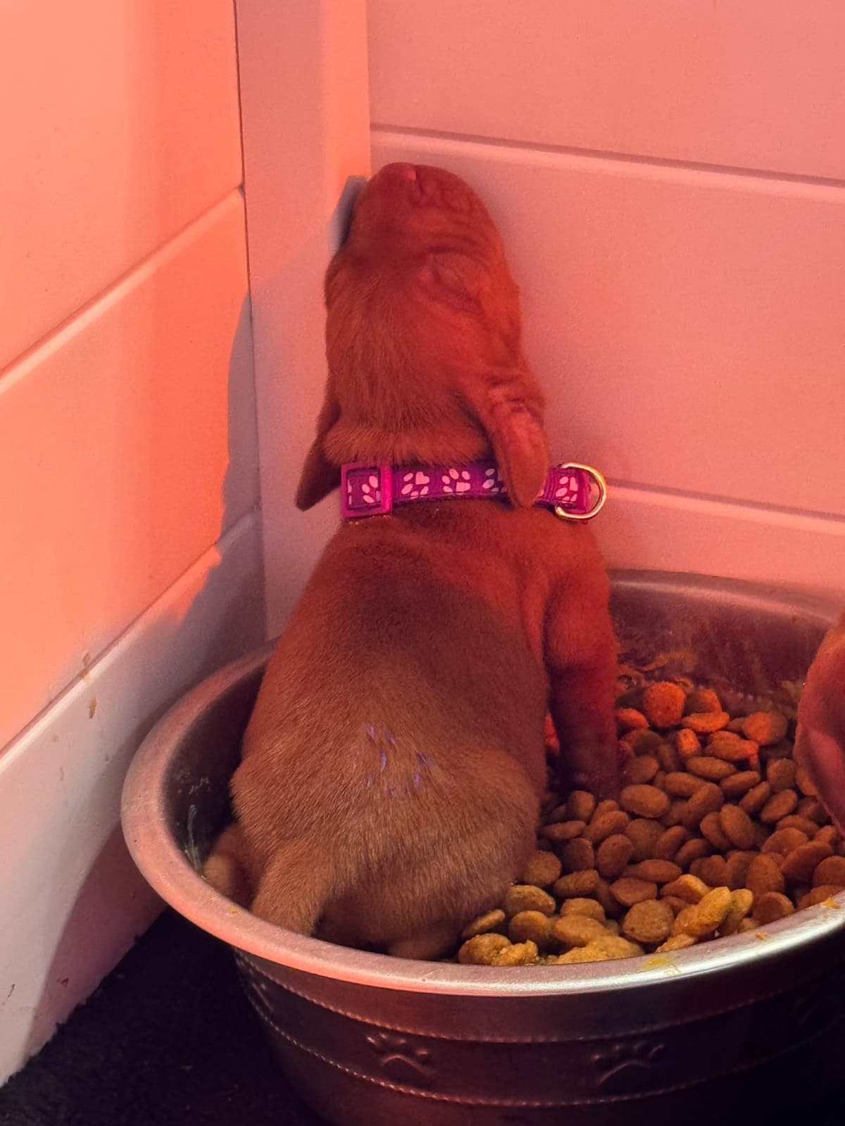 Vizsla Puppies breeder image 5