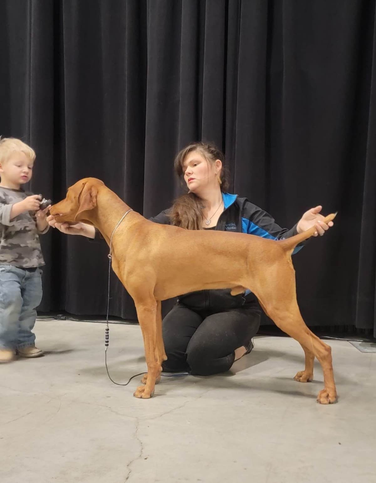 Vizsla Puppies breeder image 7