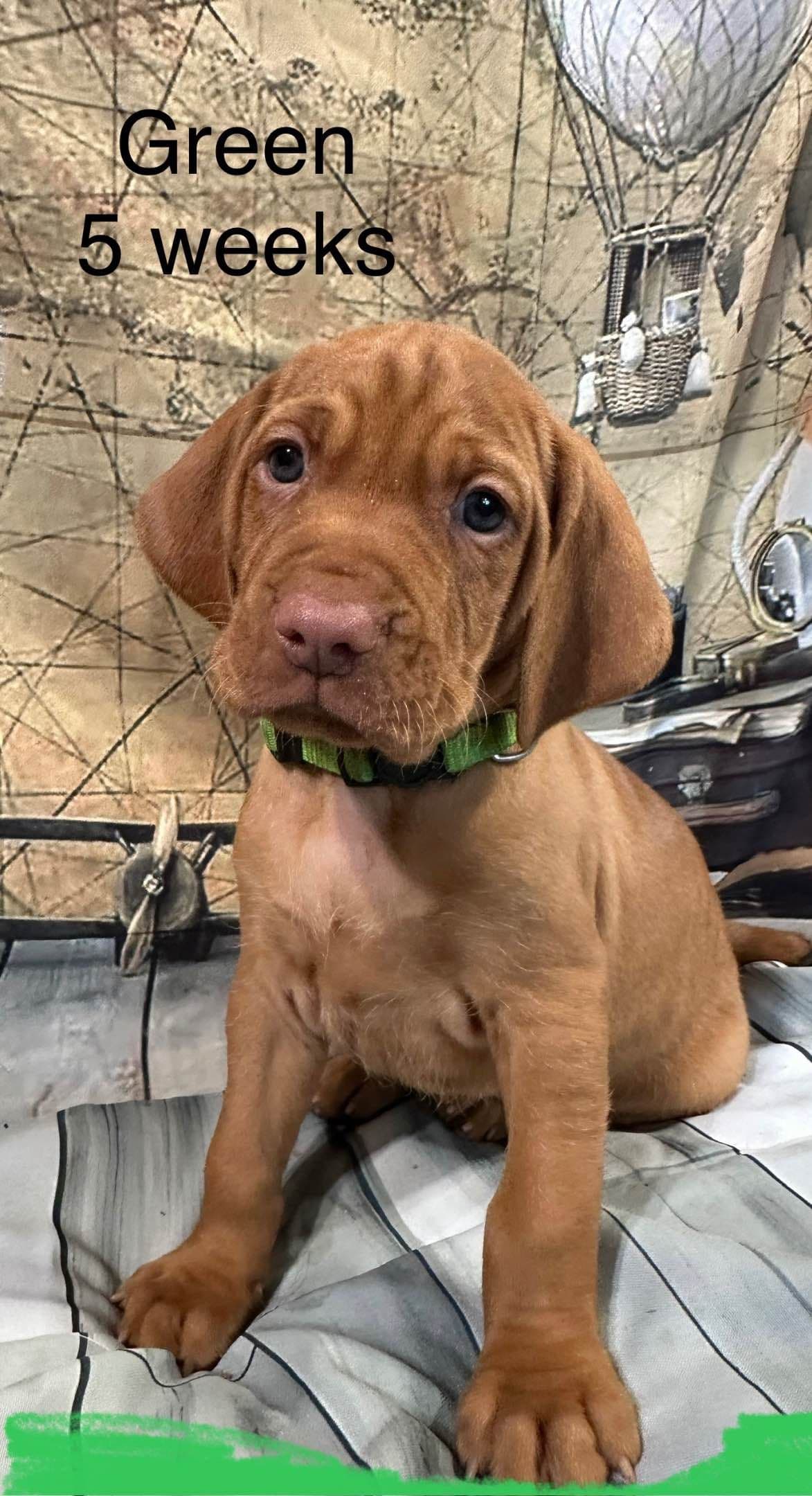 Vizsla Puppies breeder image 8