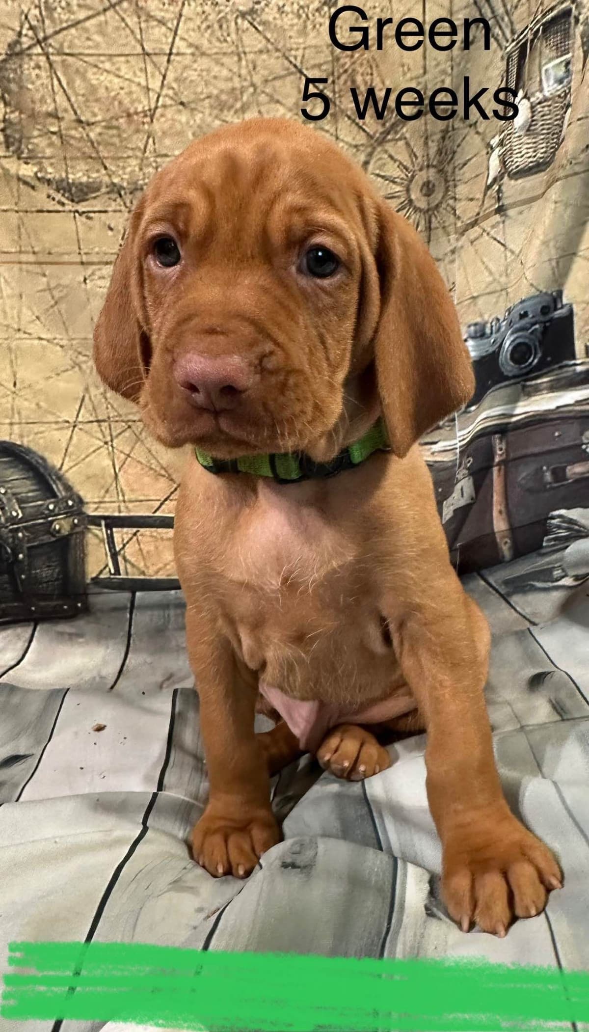 Vizsla Puppies breeder image 9