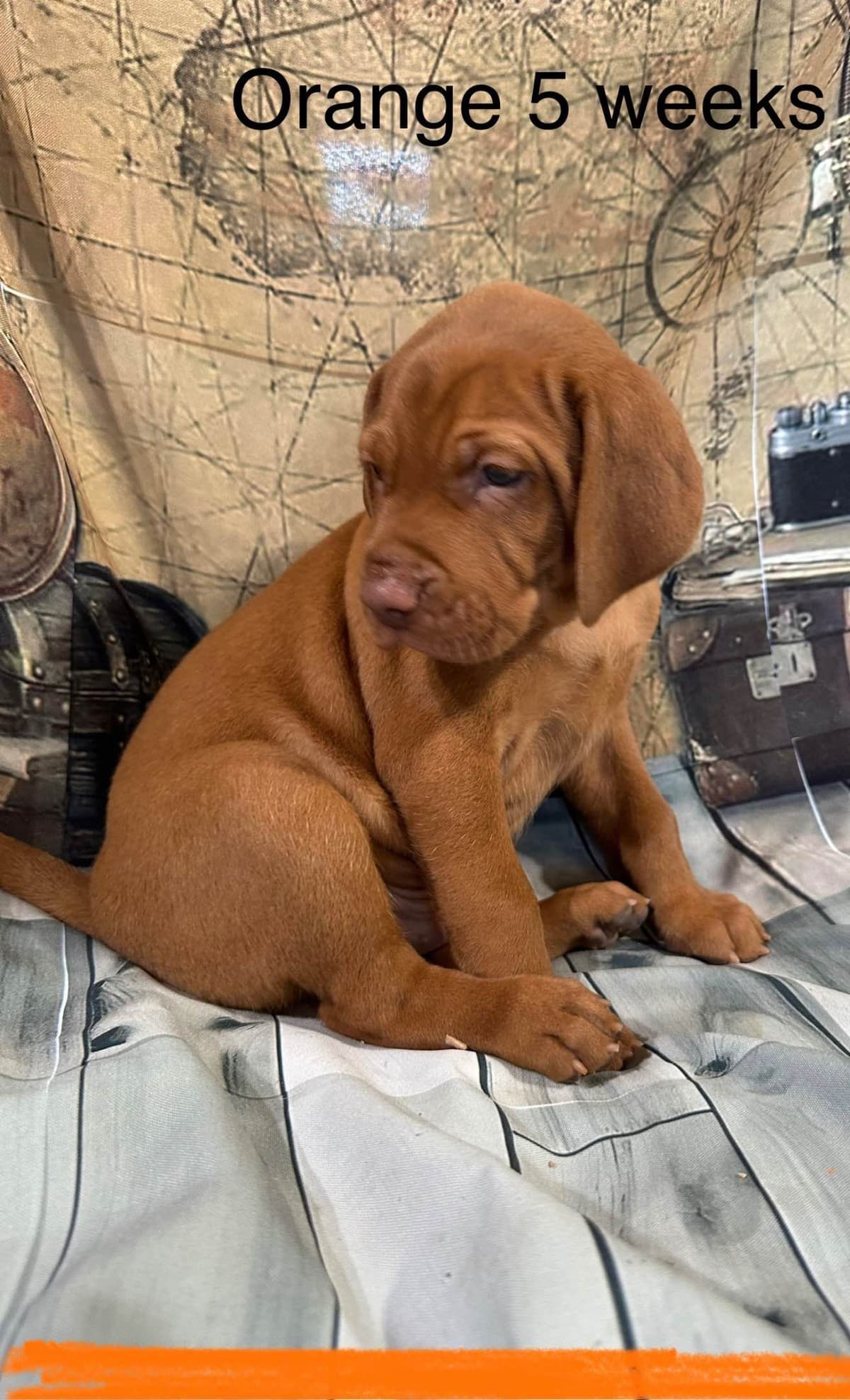 Vizsla Puppies breeder image 10